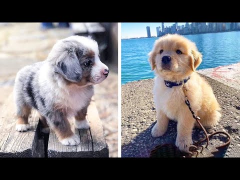 Cute baby animals Videos Compilation cutest moment of the animals - ? Cutest Puppies #8 ?