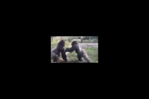 2 Gorillas Fighting! wild animal fights 2021