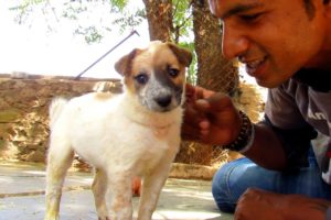 4 puppy rescues that will make your day!