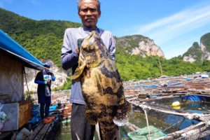 6.5 kg. TIGER GROUPER!! Fishing Thai Food + Grape Seaweed in Krabi, Thailand!