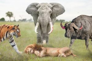 7 Animals That Can Kill a Lion Easily