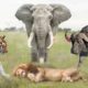 7 Animals That Can Kill a Lion Easily