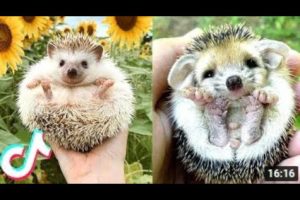 7 More of the CUTEST Pets Animals on Tik Tok ?