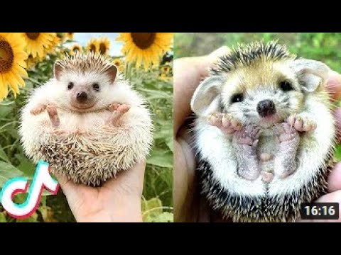 7 More of the CUTEST Pets Animals on Tik Tok ?