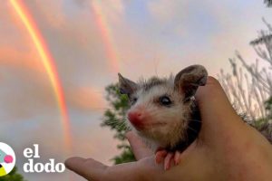 A esta zarigüeya le encanta estar sobre su mamá | El Dodo