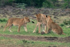 A lioness is a pride animal ||  Playing with Cubs