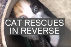 AMAZING CAT RESCUES *reversed*