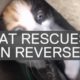 AMAZING CAT RESCUES *reversed*