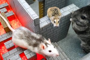 ANIMALS RACE through MINECRAFT WORLD