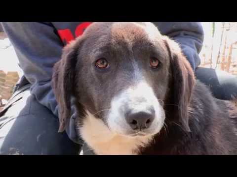 ASPCA Rescues 100 Dogs in Arkansas - ASPCA
