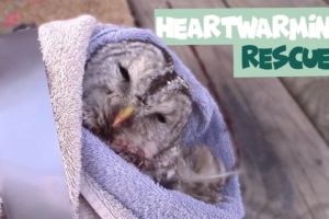 Adorable Animal Rescues Caught on Camera | Cute Animals