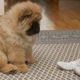 Adorable Puppies Love Babies Compilation ? A Cute Puppy ?and Baby? Videos 2021