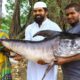 Amazing Big Fish Curry || Bathukonam Fish Masala gravy || Fish Cutting skills ||