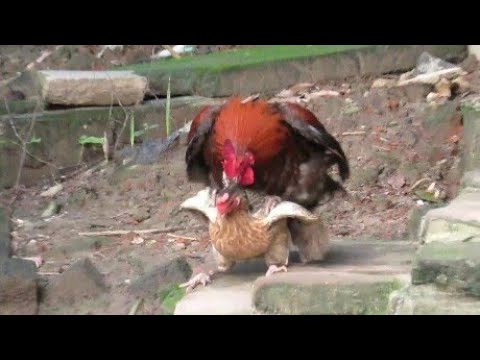 Amazing Rooster & Chicken playing | Chicken And Hen Murga | Rooster Crowing | Animals