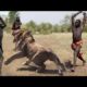 Amazing Wild Animals Attacks | Wild Animal Fights Caught On Camera | Wild Animals Ultimate Fights