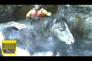 Amazing animal rescues by the RNLI lifeboat crew - Truthloader