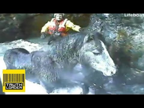 Amazing animal rescues by the RNLI lifeboat crew - Truthloader