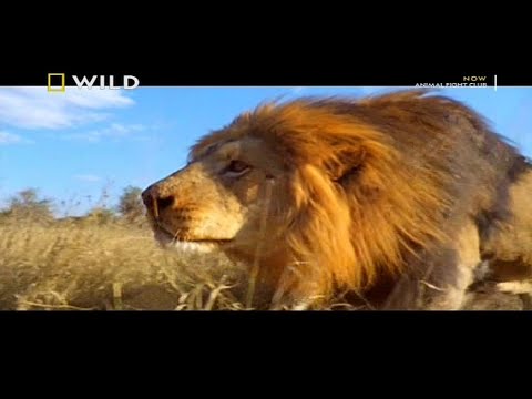 Animal  Fight Club In Hindi Nat Geo Wild In Hindi