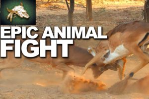 Animals Fight in Africa (EPIC Impala Battle)