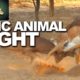 Animals Fight in Africa (EPIC Impala Battle)