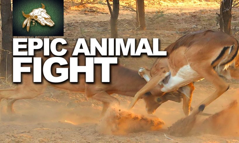 Animals Fight in Africa (EPIC Impala Battle)