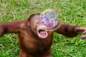 Animals Playing With Bubbles