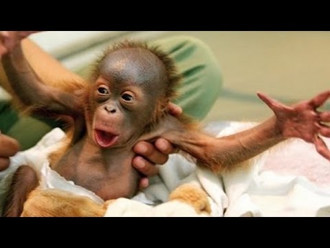Animals always surprise us with their funny behaviour - Funny animal compilation
