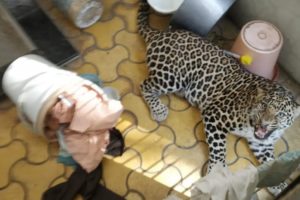 Another Leopard Rescue in Nashik city | two leopard rescues in 17 days | Animal Rescue India