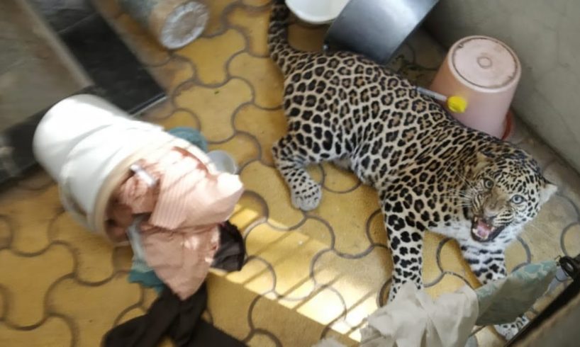 Another Leopard Rescue in Nashik city | two leopard rescues in 17 days | Animal Rescue India