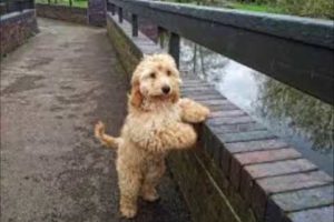Are Cockapoo's the cutest dogs on earth? Cute dogs inside!