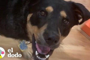 Así sería si los perros trabajaran en oficina | El Dodo