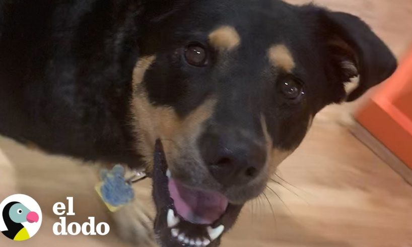 Así sería si los perros trabajaran en oficina | El Dodo