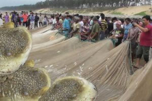 Awesome Live Fish Catching | Never Seen Before | India New Digha West Bengal