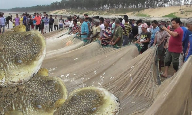 Awesome Live Fish Catching | Never Seen Before | India New Digha West Bengal