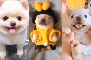 Aww cute baby Animals | cute dog compilation | Cute puppies doing funny things | Cute Pet Animals