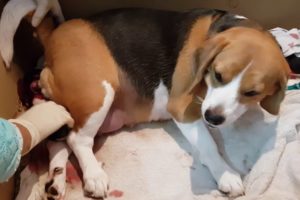 BEAGLE GIVING BIRTH to 3 Cute Puppies At Home #Shorts