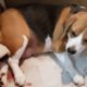 BEAGLE GIVING BIRTH to 3 Cute Puppies At Home #Shorts