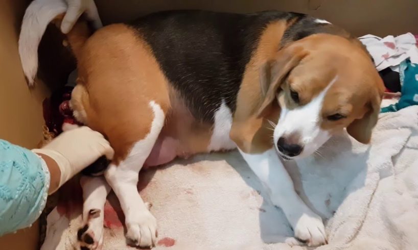 BEAGLE GIVING BIRTH to 3 Cute Puppies At Home #Shorts