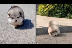 Baby Alaskan Malamute Cutest and Funniest Moments New Compilation ?| Try Not To Laugh.