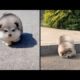 Baby Alaskan Malamute Cutest and Funniest Moments New Compilation ?| Try Not To Laugh.