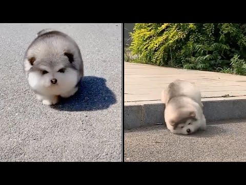 Baby Alaskan Malamute Cutest and Funniest Moments New Compilation ?| Try Not To Laugh.