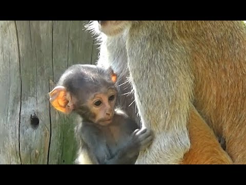 ?Baby Animals with Moms?