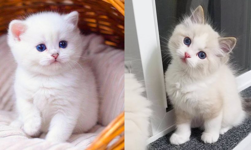 Baby Cats - Cute and Funny Cat Videos Compilation #34 | Aww Animals