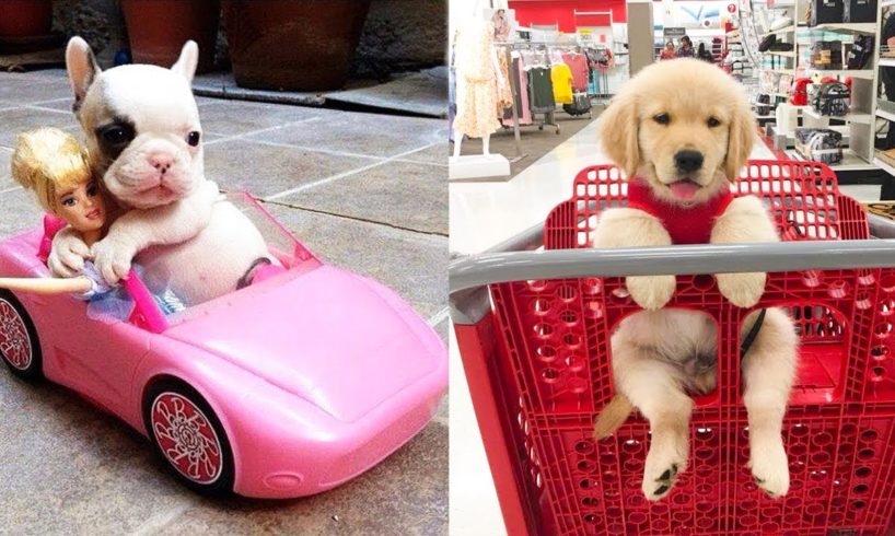 Baby Dogs - Cute and Funny Dog Videos Compilation #4 | Aww Animals