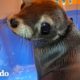 Bebé león marino tiene miedo de regresar al mar luego de su rehabilitación | El Dodo