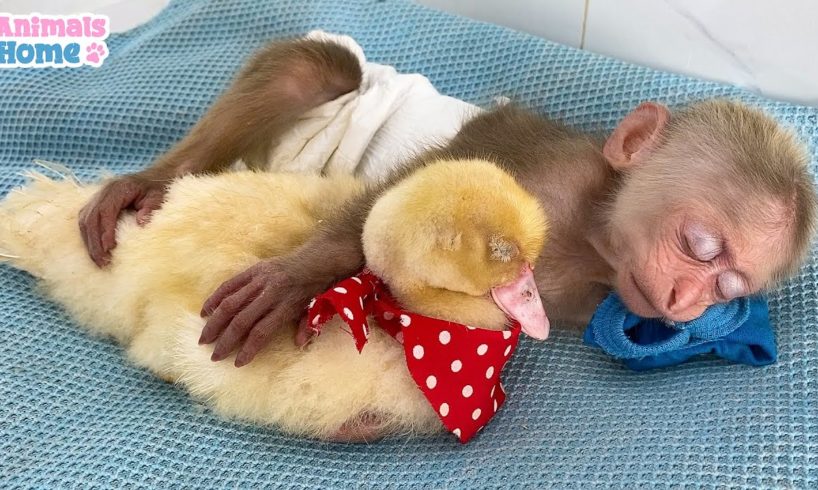 BiBi monkey lulls duck to sleep so sweet