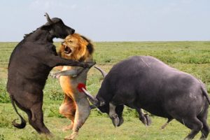 Biggest battle of buffalo vs lion - The best battles of wild animal -buffalo vs lion, cheetah, zebra