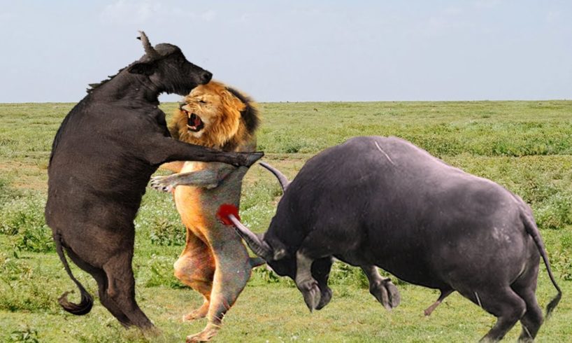 Biggest battle of buffalo vs lion - The best battles of wild animal -buffalo vs lion, cheetah, zebra