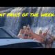 Boat Fails of the Week | Texting while boating is a bad idea!
