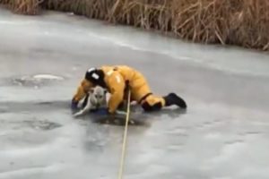 Brave Firefighter Rescues Dog That Fell Through Thin Ice